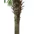 Kép 2/5 - EUROPALMS Phoenix palm tree luxor, artificial plant, 150cm