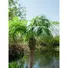 Kép 5/5 - EUROPALMS Phoenix palm tree luxor, artificial plant, 150cm