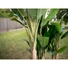 Kép 4/4 - EUROPALMS Banana Tree, artificial plant, 210cm