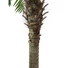 Kép 4/8 - EUROPALMS Phoenix Palm Tree Luxor, artificial plant, 210cm