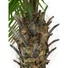 Kép 5/8 - EUROPALMS Phoenix Palm Tree Luxor, artificial plant, 210cm