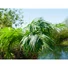 Kép 6/8 - EUROPALMS Phoenix Palm Tree Luxor, artificial plant, 210cm