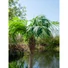 Kép 7/8 - EUROPALMS Phoenix Palm Tree Luxor, artificial plant, 210cm