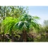 Kép 8/8 - EUROPALMS Phoenix Palm Tree Luxor, artificial plant, 240cm
