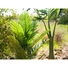 Kép 4/8 - EUROPALMS Kentia Palm Tree, artificial plant, 140cm