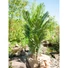 Kép 5/8 - EUROPALMS Kentia Palm Tree, artificial plant, 140cm