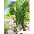 Kép 7/8 - EUROPALMS Kentia Palm Tree, artificial plant, 140cm