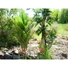 Kép 8/8 - EUROPALMS Kentia Palm Tree, artificial plant, 140cm